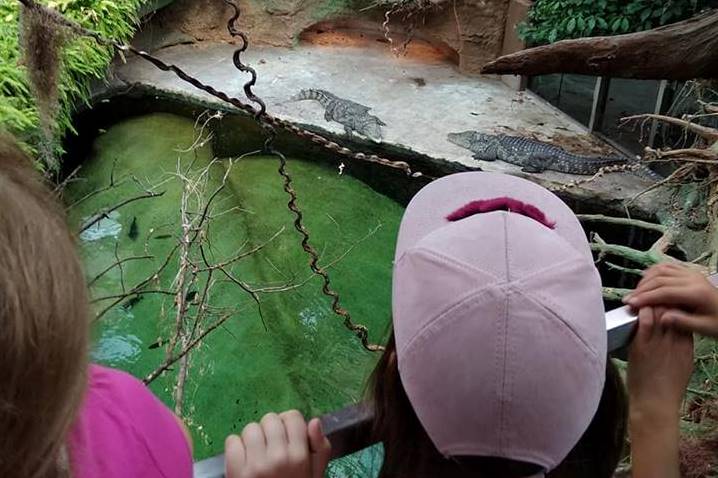 dzieci przy basenie krokodyli nilowych