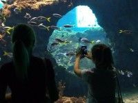 Afrykarium