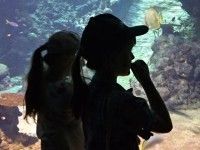 Afrykarium