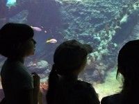 Afrykarium