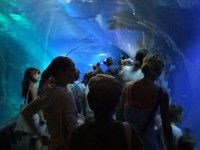 Afrykarium