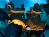 Afrykarium