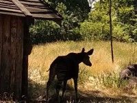 Okapi