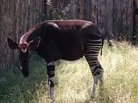 Okapi
