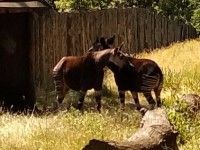 Okapi