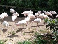 Flamingi