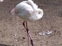 Napoleon, szef wśród flamingów może spać spokojnie.
