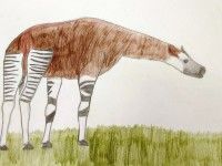 Okapi Tosi