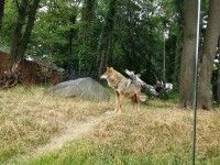 Wilki