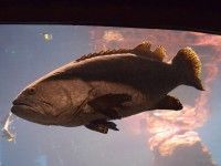 W Afrykarium