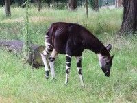 Okapi