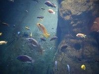 Afrykarium