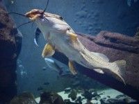 Afrykarium