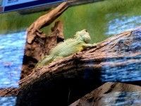 Terrarium