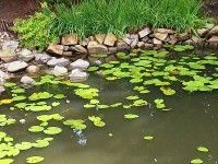 Karpie koi