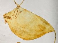 Prace z książki obrazkowej o stworach morskich, aut. Mela Gałka