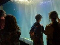 Afrykarium