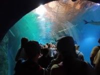 Afrykarium