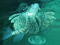 Afrykarium
