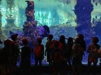 Odwiedzamy w ZOO zwierzeta z różnych kontynentów