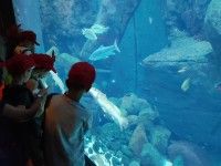 Odwiedzamy w ZOO zwierzeta z różnych kontynentów