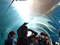 Odwiedzamy w ZOO zwierzeta z różnych kontynentów