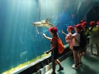 Odwiedzamy w ZOO zwierzeta z różnych kontynentów