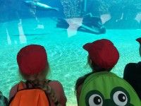 Odwiedzamy w ZOO zwierzeta z różnych kontynentów