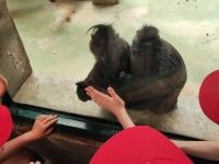 Odwiedzamy w ZOO zwierzeta z różnych kontynentów