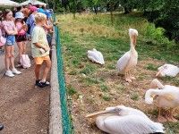 Z wizytą u pelikanów