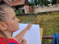 Rysujemy żyrafy