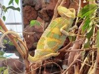 W Terrarium