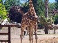 Wizyta w ZOO