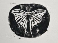Motyl